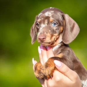 Little Dog