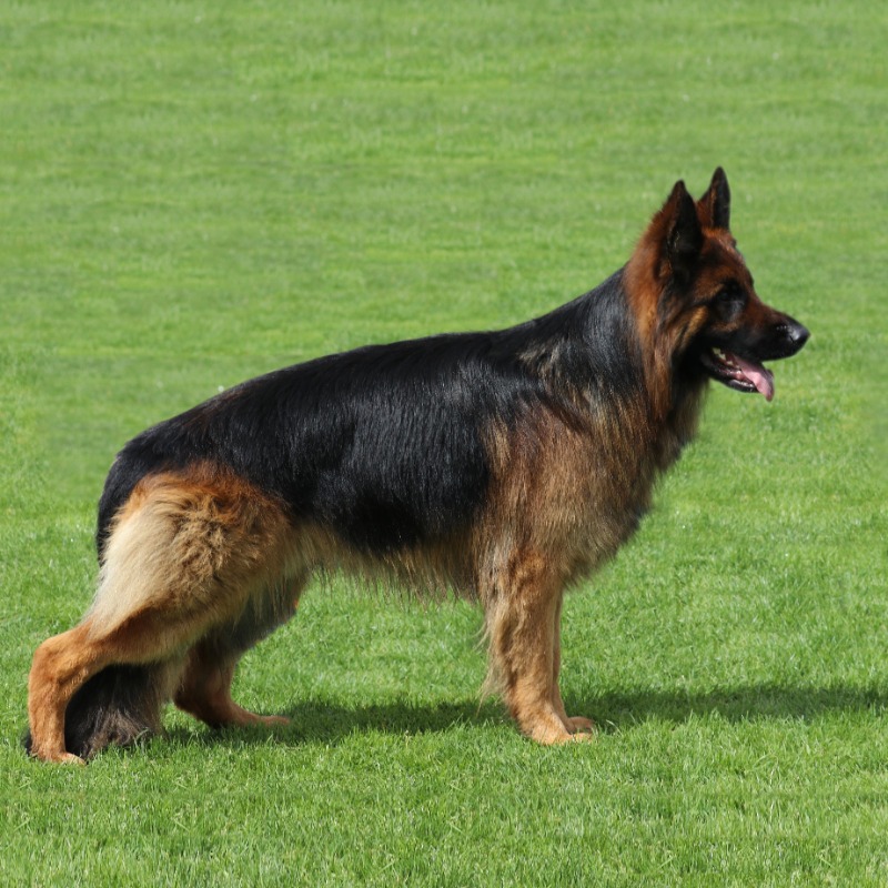 German Shepherd Puppies
