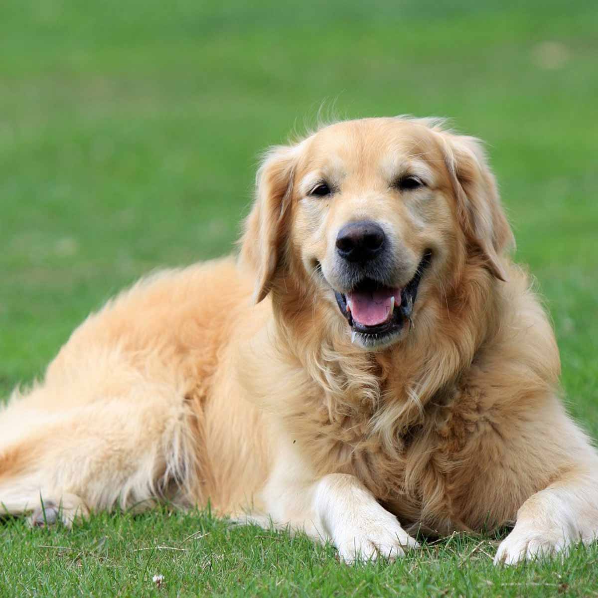 Luxury Puppies Heritage