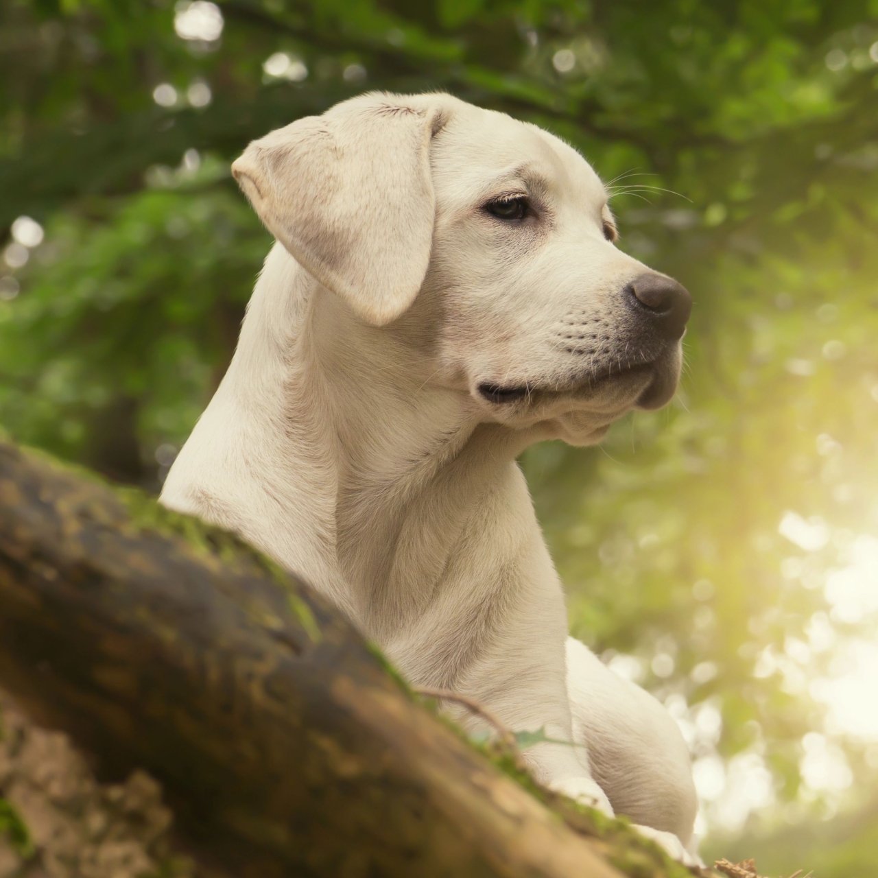 Labrador Retriever Puppies