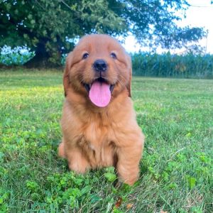 Lucy at a glance