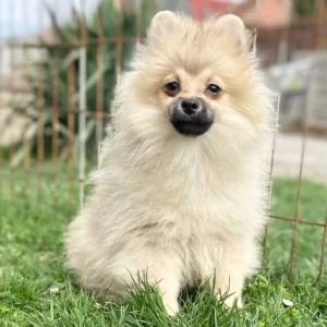 Chester
