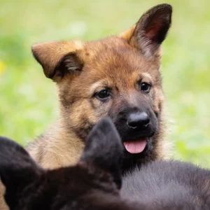 The Littlest Hobo