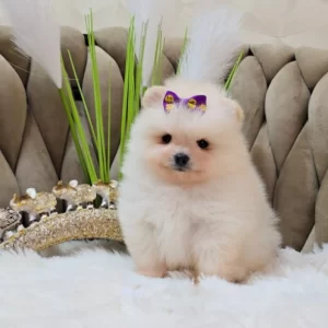 Coconut